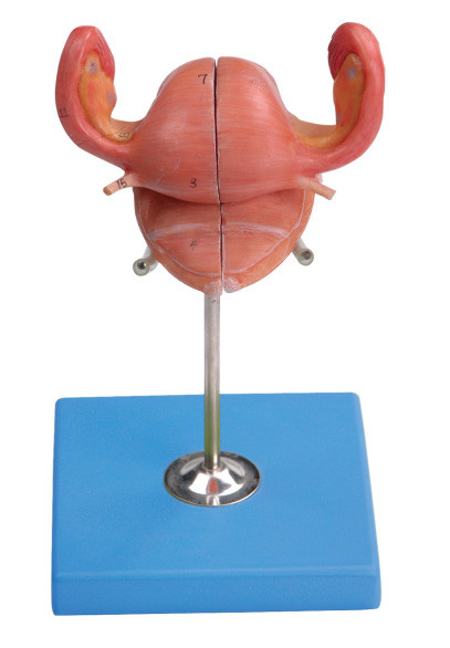 Modello dell'utero con la vescica e sezione sagittale vaginale per prepararsi