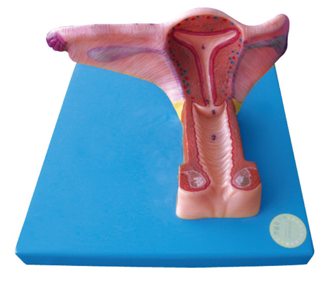 Il modello genitale interno femminile dell'organo umano con 19 posizioni è visualizzato per prepararsi