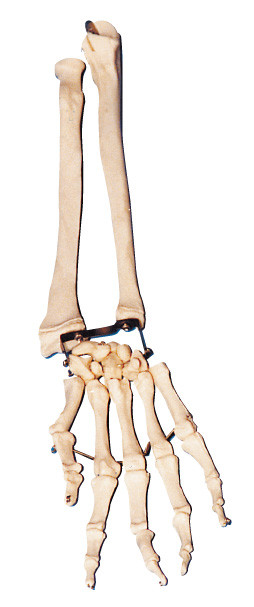 Osso della palma con il gomito - l'osso e l'osso radiale armano lo strumento di modello di addestramento dell'anatomia