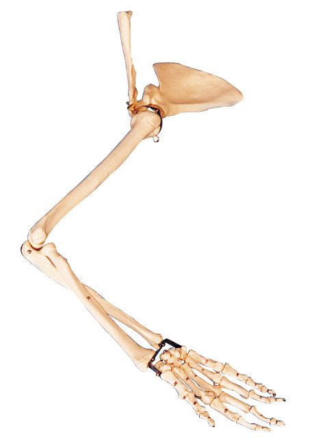 Il laboratorio umano scapolare e del collare del braccio, dell'anatomia del modello di addestramento/anatomia modella