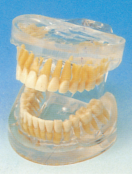 Modello umano adulto trasparente dei denti per gli ospedali, scuole, formazione degli istituti universitari