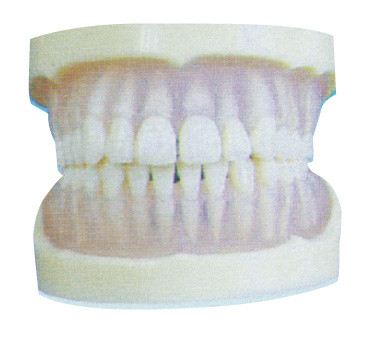 Modello trasparente standard dei denti del PE per la formazione dentaria degli istituti universitari