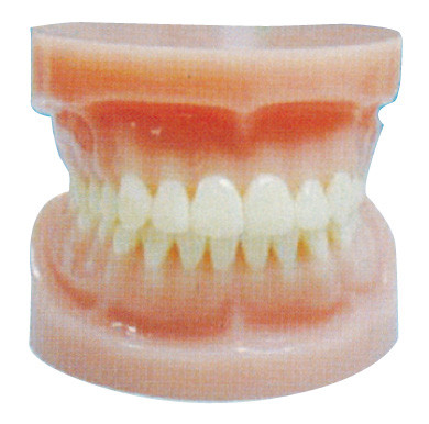 I denti umani della bocca interamente standard modellano per la formazione dentaria delle facoltà di medicina e dell'ospedale