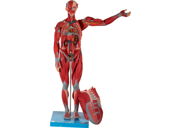 PVC umano maschio del modello di anatomia del muscolo dell'organo interno per addestramento della facoltà di medicina