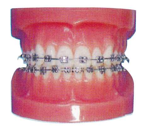 Modello umano ortodontico dei denti per gli ospedali e l'addestramento dentario dell'ospedale