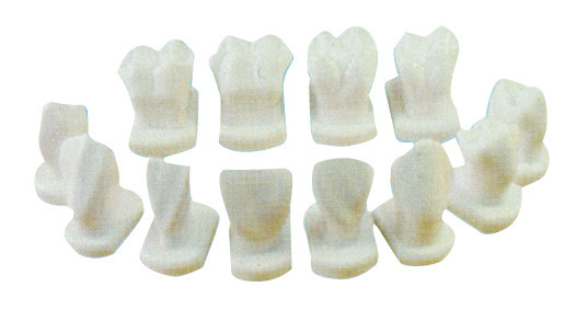 12 generi di morfologia del dente modellano per i modelli anatomici e dentari di istruzione di paziente