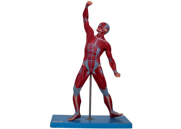 Modello maschio di formazione With Stand di anatomia dei muscoli della facoltà di medicina