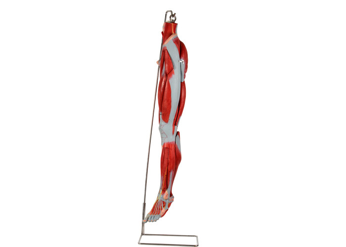 Nervi di With Main Vessels del modello di anatomia della gamba del muscolo del PVC per addestramento