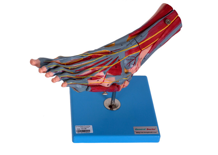 Modello umano With Vessels Nerves di anatomia dei muscoli del piede