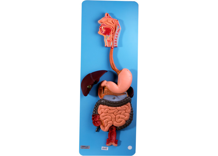 Modello di apparato digerente di anatomia del PVC Baseboard With Oragns
