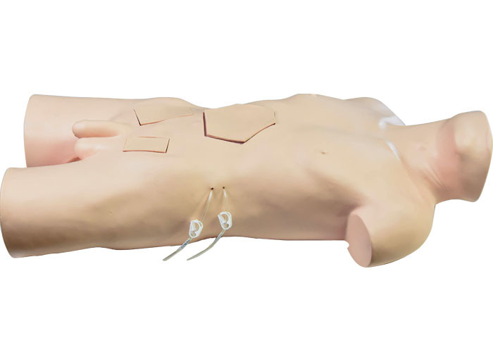 Addestramento di For Medical School del modello formativo della chirurgia del torso del PVC