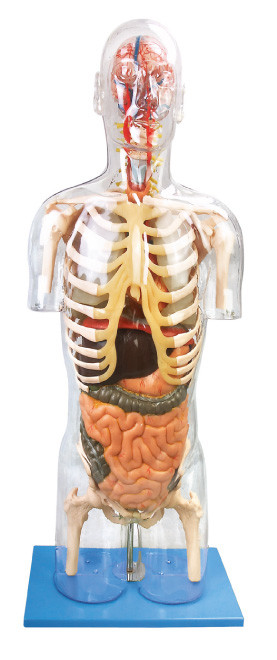 Il modello umano Troso trasparente dell'anatomia ha avanzato lo strumento di istruzione del PVC per prepararsi