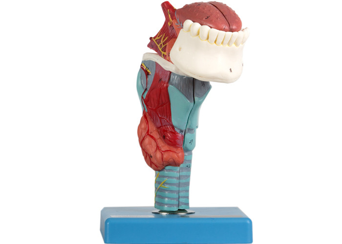 Il modello umano dell'anatomia della laringe 5 parti mostra la struttura anatomica