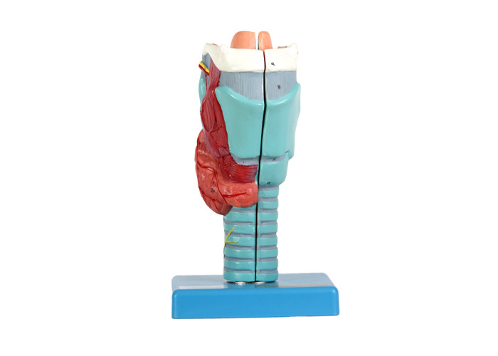 2 parti delle strutture interne di modello umano laringeo For School Training di anatomia