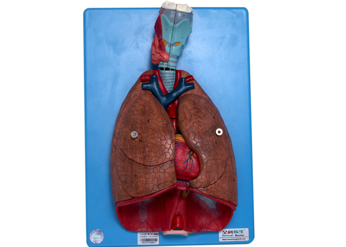 Modello For Training di Lung Blood Vessels Human Anatomy del cuore della laringe
