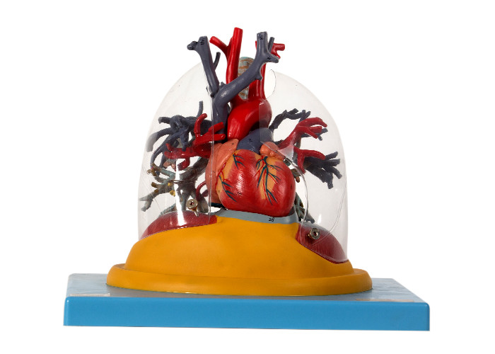 Lung Human Anatomy Model Trachea trasparente ed albero bronchiale con cuore