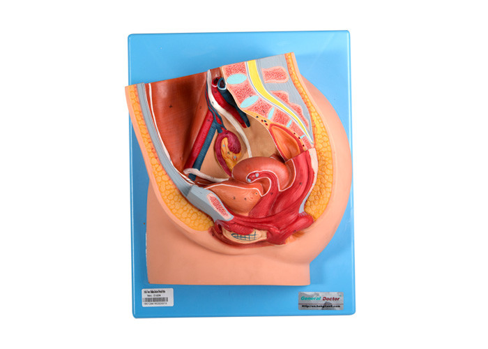 Modello femminile With Genital Organs del bacino del PVC per addestramento delle facoltà di medicina