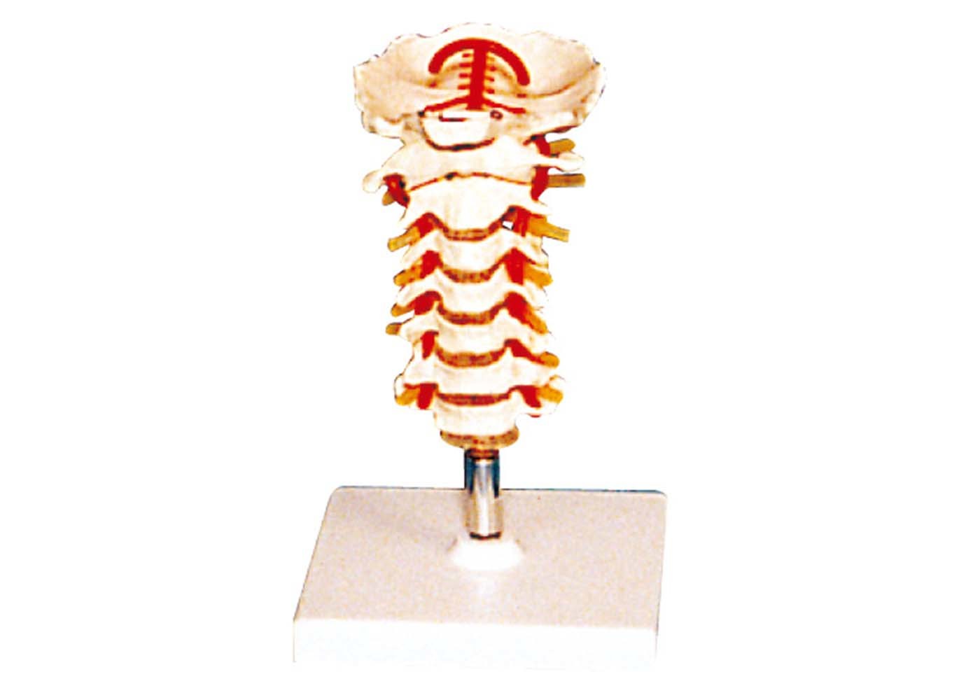Vertebra vertebrale con il modello umano di anatomia dello stander per la scuola infermieri