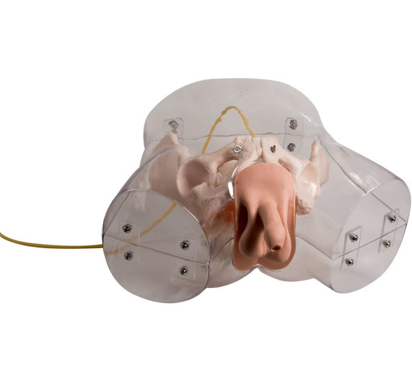 Simulatore uretrale maschio trasparente adulto di cateterizzazione