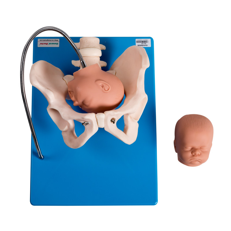 Modello femminile fisso ginecologico With Fetus Heads del bacino del PVC
