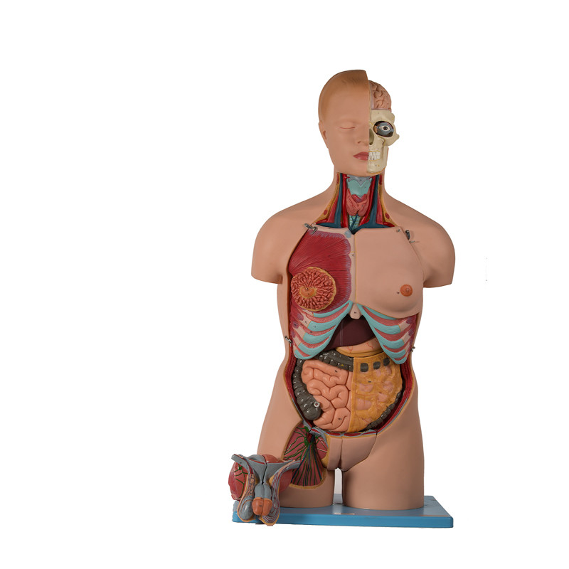 20 parti del torso di modello anatomico umano With Head Open del PVC
