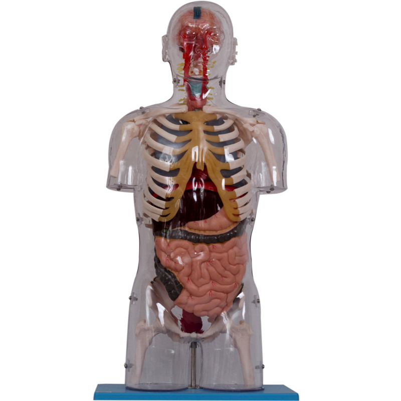 Il PVC realistico dipinge il modello umano With Internal Organs dell'anatomia