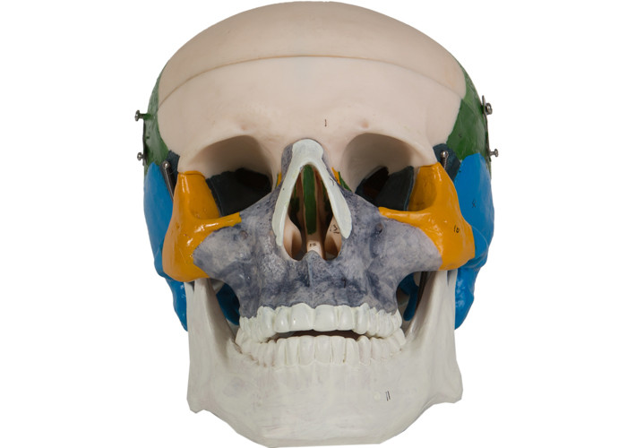 Modello adulto di coloritura School Training dell'osso del cranio del PVC di anatomia