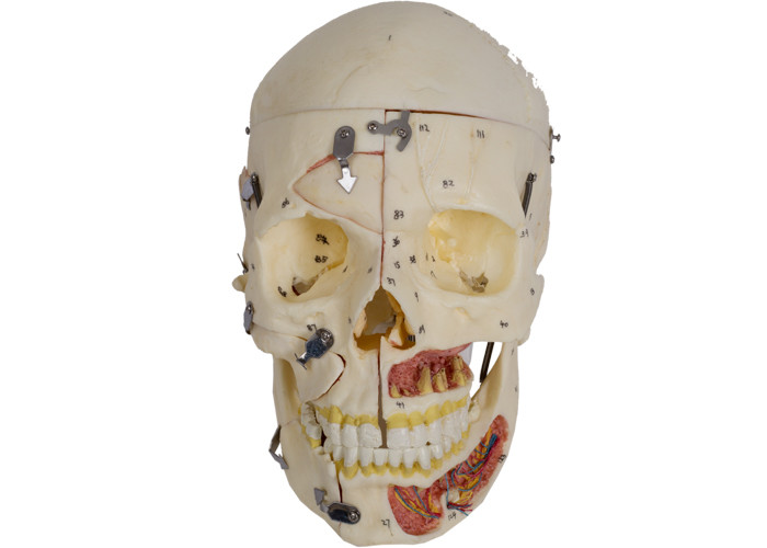 Modello With Nervi Vascularis di anatomia del cranio di colore della pelle del PVC