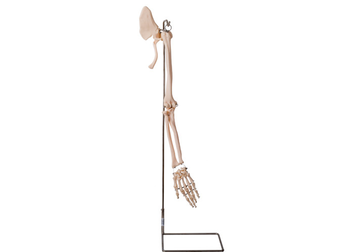Iso umano 45001 del modello di anatomia dell'osso di collare delle parti del braccio di Realisctic
