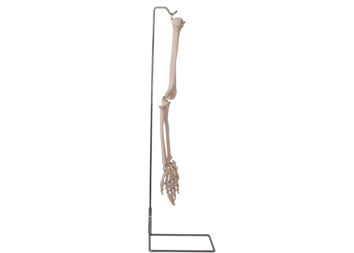 Modello umano 3D dell'osso di braccio di anatomia di iso 9001 per insegnamento anatomico