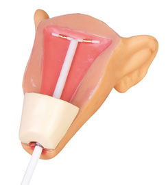 Modello femminile di istruzione di pratica di inserzione di IUD degli organi genitali del simulatore di istruzione medica