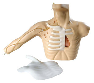 Linea torso adulto di PICC di simulazione di sanità con il braccio per il veinpuncture centrale