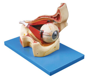 Il bulbo oculare con le parti del modello umano dell'anatomia di orbita mostra il cranio ed i muscoli oculari