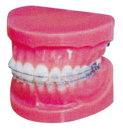 Modello ortodontico fisso normale per la formazione delle facoltà di medicina e degli ospedali
